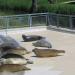 Seal Rehabilitation and Research Centre