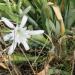 beach of sand lilies