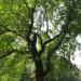 Meadow “Slaveykov’s oaks” in Sofia city