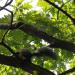 Meadow “Slaveykov’s oaks” in Sofia city