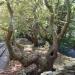 Centuries-old Plane Trees