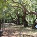 Centuries-old Plane Trees