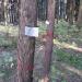 Постоянная пробная площадь в городе Москва