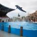 Dolphinarium in Batumi city