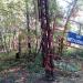 СНТ «Металлист» в городе Воскресенск