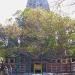 Bodhi Tree in Bodh Gaya city