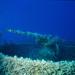 Wreck of USS LST-348