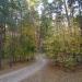 Pine and Deciduous Forest