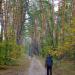 Pine and Deciduous Forest