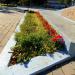 Flower bed in Homieĺ city