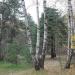 Поляна в городе Москва
