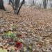 Стихийное кладбище домашних животных в городе Москва