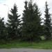 Ельник в городе Москва