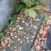 Free place for the grave in Warsaw city