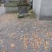 Free place for graves in Warsaw city