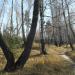 Берёзовая роща в городе Москва