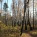 Берёзовая роща в городе Москва