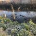 Заболоченный пруд в городе Подольск