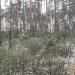 Посадка молодых сосен в городе Москва