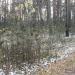 Посадка молодых сосен в городе Москва