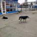 Сельскохозяйственная ярмарка в городе Тверь