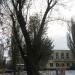 Очень старый дуб в городе Киев