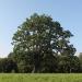 Tamme-Lauri oak - Estonia's largest oak tree