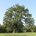 Tamme-Lauri oak - Estonia's largest oak tree