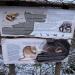 Вымощенный досками участок экотропы. в городе Гатчина