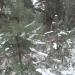 Молодой сосняк в городе Москва