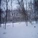 Берёзовая роща в городе Красногорск