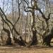 Centuries-old Plane Trees