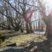 Centuries-old Plane Trees