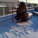 Ель в городе Москва