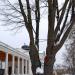 Карамзинский дуб в городе Москва