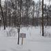 Посадка молодых деревьев в городе Москва