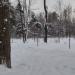 Посадка молодых деревьев в городе Москва