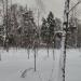 Посадка молодых деревьев в городе Москва
