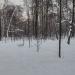 Посадка молодых деревьев в городе Москва