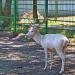 Fallow deer (Dama dama)