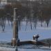 Скульптура льва в городе Могилёв