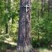 Крест на дереве в городе Дубна