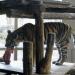 Siberian Tiger exhibit