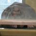 Hippopotamus exhibit in Vienna city
