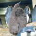 Sea Lion & Penguin exhibit in Vienna city