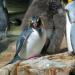 Sea Lion & Penguin exhibit in Vienna city