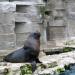 Sea Lion & Penguin exhibit in Vienna city