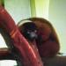 Monkey House (Vienna Zoo) in Vienna city