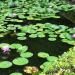 Lotus Pond in Hiroshima city