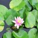 Lotus Pond in Hiroshima city